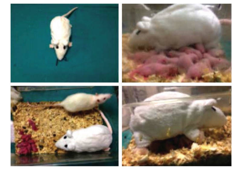 yayınlar-Behavioral and Neurodevelopmental Effects of Early Interventions in Adult Wistar Rats-1