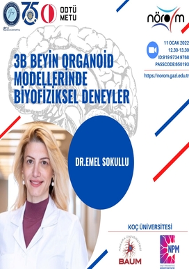 3B Beyin Organoid Modellerinde Biyofiziksel Deneyler