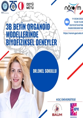 Biophysical Experiments on 3D Brain Organoid Models