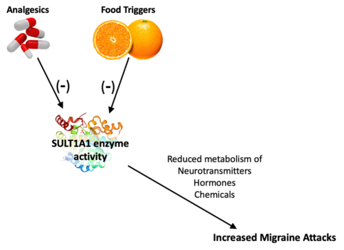 Migraine susceptibility is modulated by food triggers and analgesic overuse via sulfotransferase inhibition-1