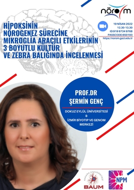 Hipoksinin Nörogenez Sürecine Mikroglia Aracılı Etkilerinin 3 Boyutlu Kültür ve Zebra Balığında İncelenmesi