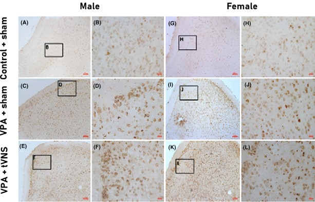 FEBS YAYIN-1