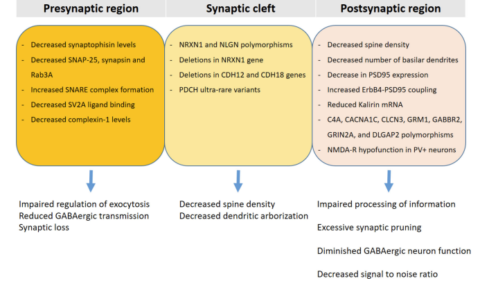 Synaptic -1