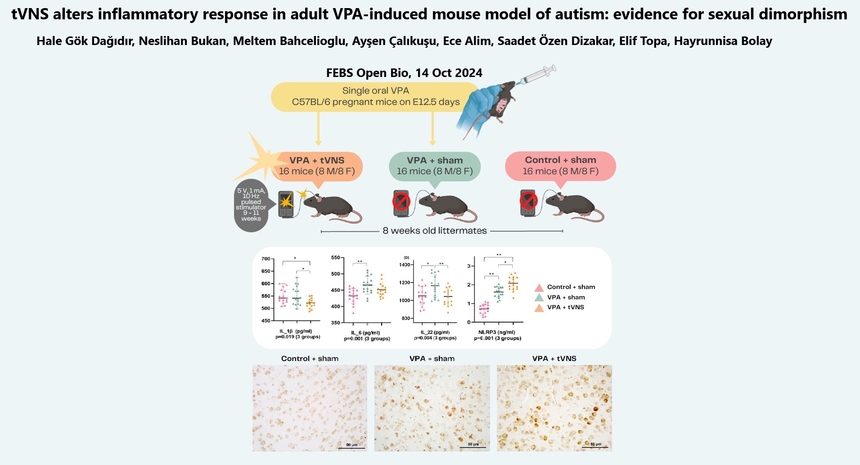 tVNS alters inflammatory response in adult VPA-induced mouse model of autism: evidence for sexual dimorphism