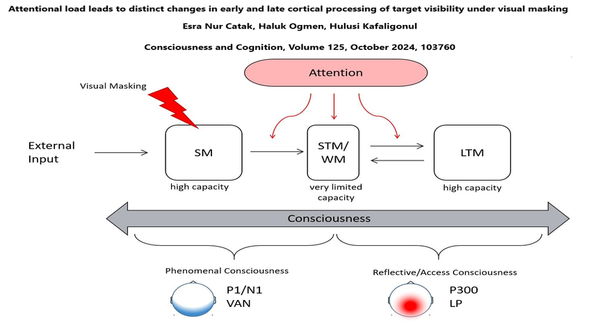 Attentional load leads to distinct changes in early and late cortical processing of target visibility under visual masking