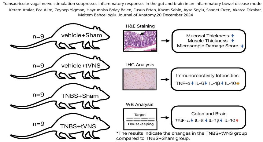 Transauricular vagal nerve stimulation suppresses inflammatory responses in the gut and brain in an inflammatory bowel disease mode