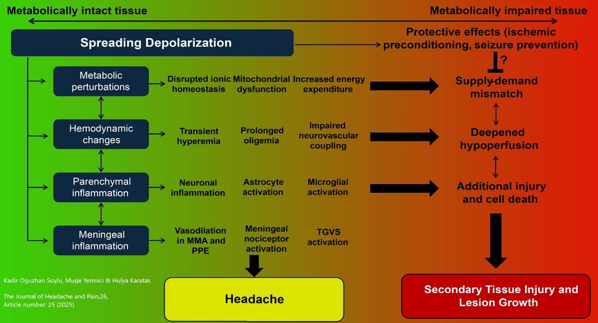  The link between spreading depolarization and innate immunity in the central nervous system