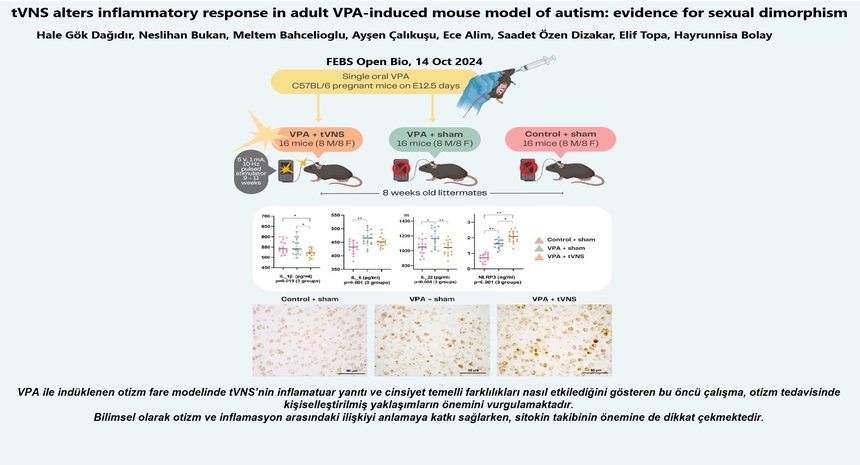 tVNS alters inflammatory response in adult VPA-induced mouse model of autism: evidence for sexual dimorphism