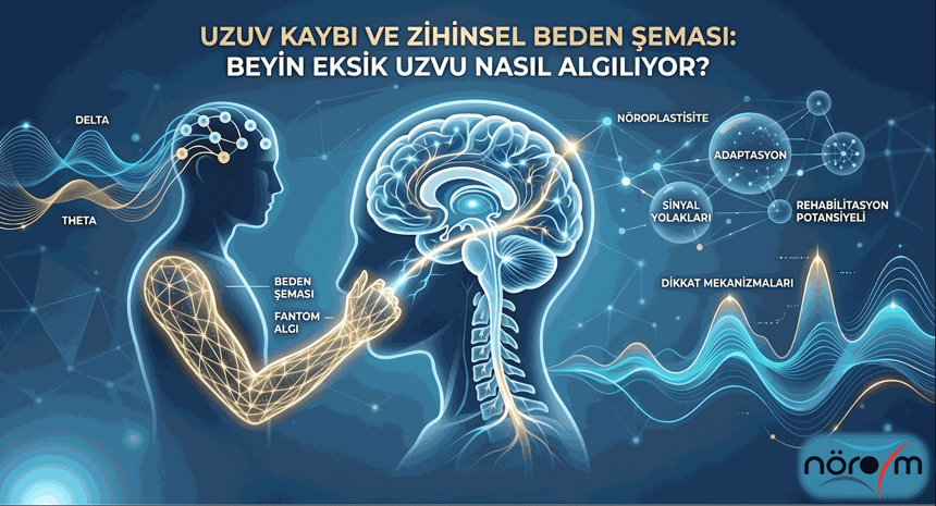 Dikkat Mekanizmaları ve Nöroplastisite: Ampütasyon Sonrası Merkezi Sinir Sistemindeki Değişimler