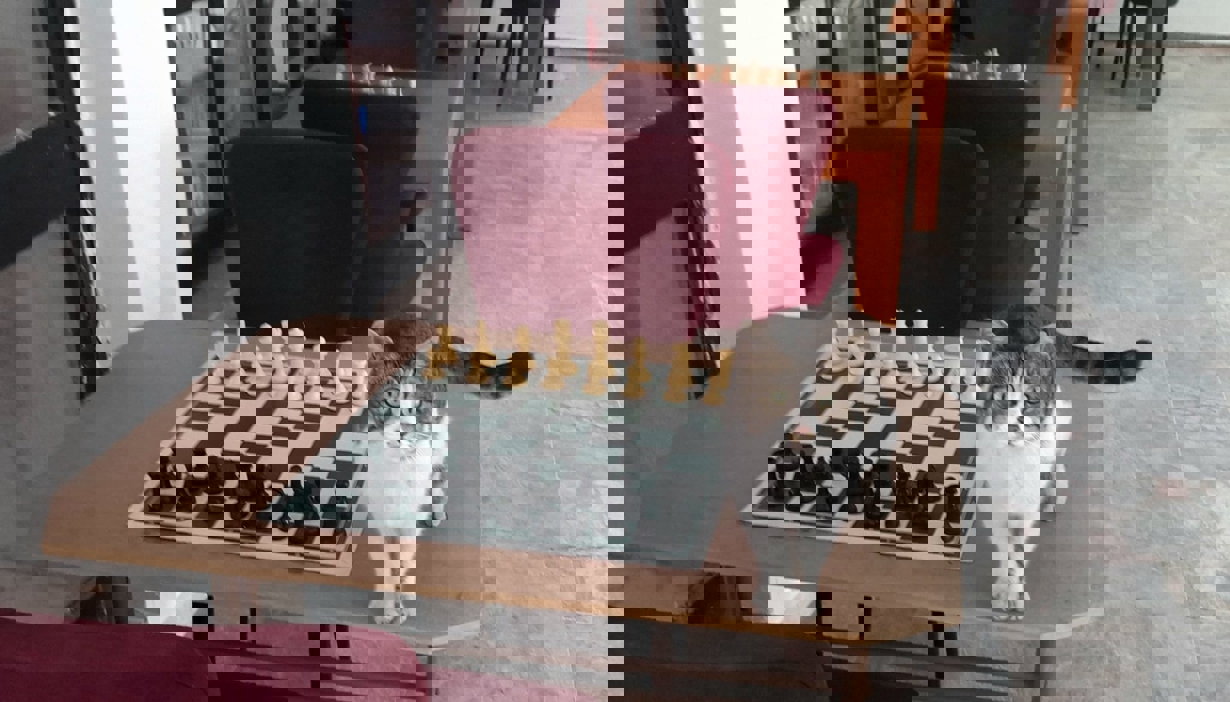 Satranç Masaları -1